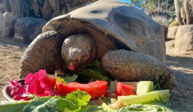 Verdens eldste skilpadde døde – ble 141 år gammel
