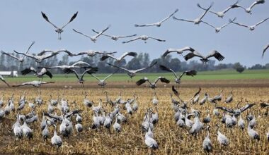 Fugleinfluensa sprer seg i Europa