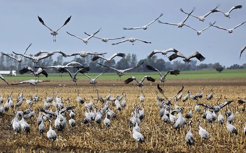 Fugleinfluensa sprer seg i Europa