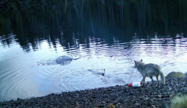 Filmer ulv som stjeler fra krabbeteiner. – Vi kunne ikke tro våre egne øyne