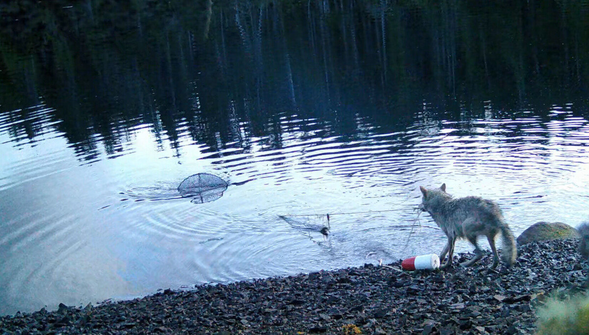 Filmer ulv som stjeler fra krabbeteiner. – Vi kunne ikke tro våre egne øyne