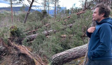 Nedblåst skog for over én milliard: Lover støtteordning - opp.no