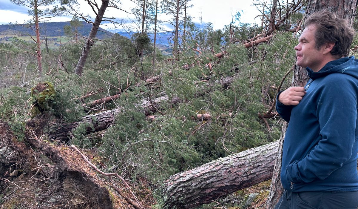 Nedblåst skog for over én milliard: Lover støtteordning - opp.no