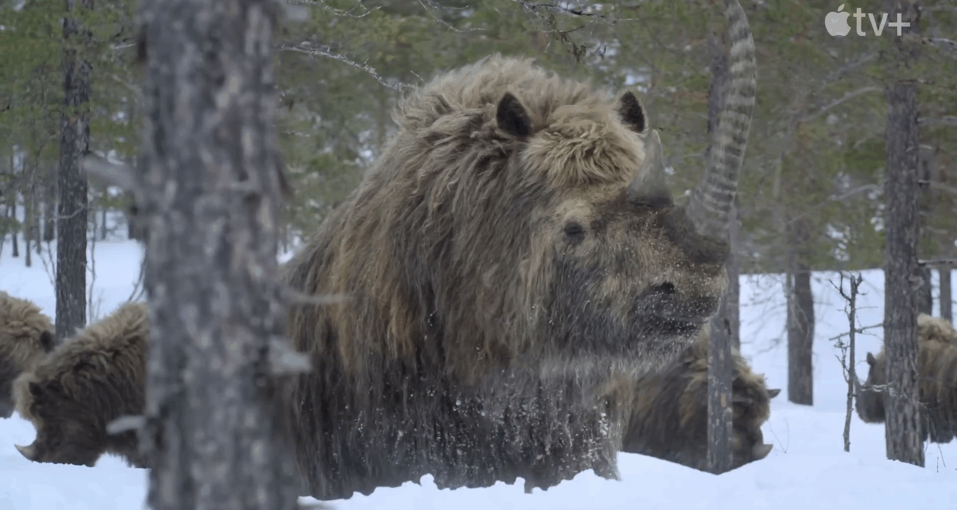 Den eneste måten å overleve på er sammen i Prehistoric Planet: Ice Age