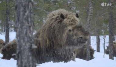 Den eneste måten å overleve på er sammen i Prehistoric Planet: Ice Age