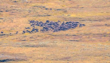 Villrein, tamrein – fakta og feil om kvalitetsnormen