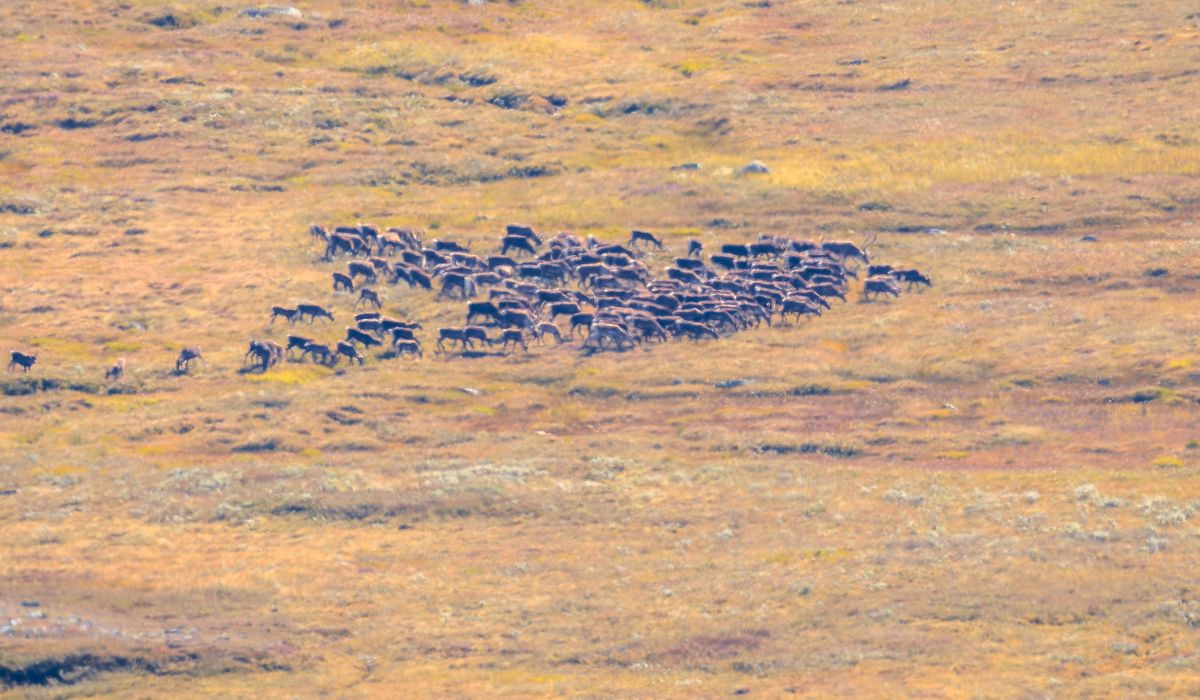 Villrein, tamrein – fakta og feil om kvalitetsnormen