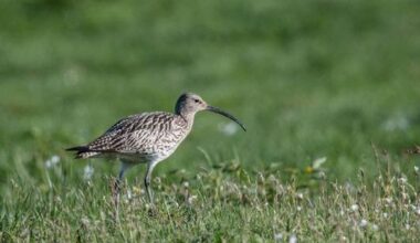 FN-rapport: Over 200 trekk­fugl­arter trues av hytter, jakt og land­bruk – 43 av dem hekker i Norge