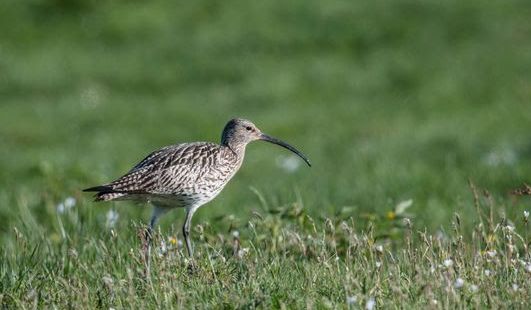 FN-rapport: Over 200 trekk­fugl­arter trues av hytter, jakt og land­bruk – 43 av dem hekker i Norge