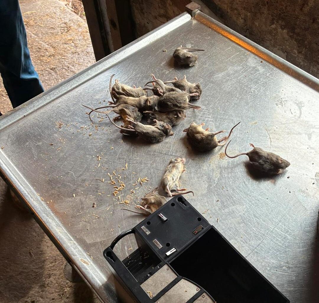 Inge (70) har fanget over 100 mus
