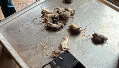 Inge (70) har fanget over 100 mus