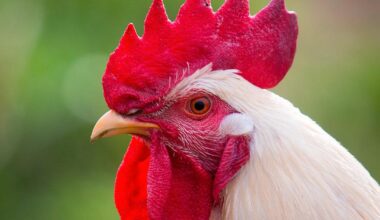 Kommune krever hane fjernet eller lydisolert