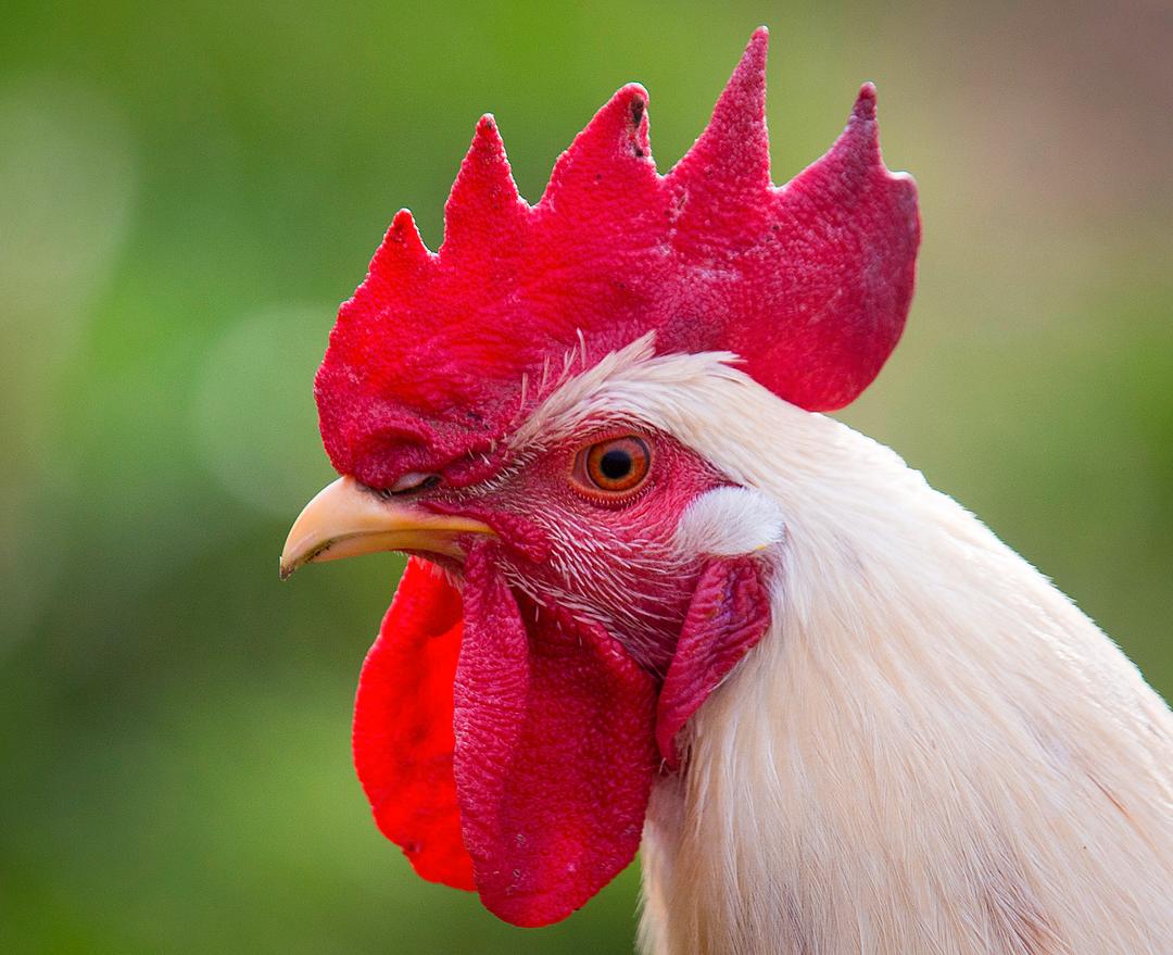 Kommune krever hane fjernet eller lydisolert