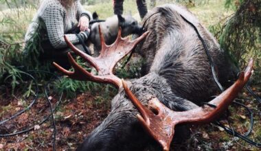 Terese Tenold) skjøt en elg med telefonkabel rundt geviret på Eidsvoll