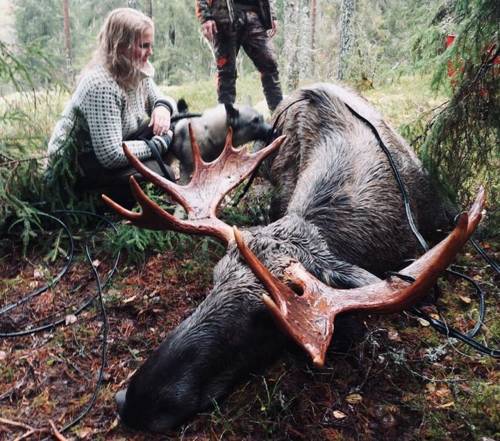 Terese Tenold) skjøt en elg med telefonkabel rundt geviret på Eidsvoll