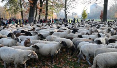 Diger saueflokk tok seg gjennom tysk by