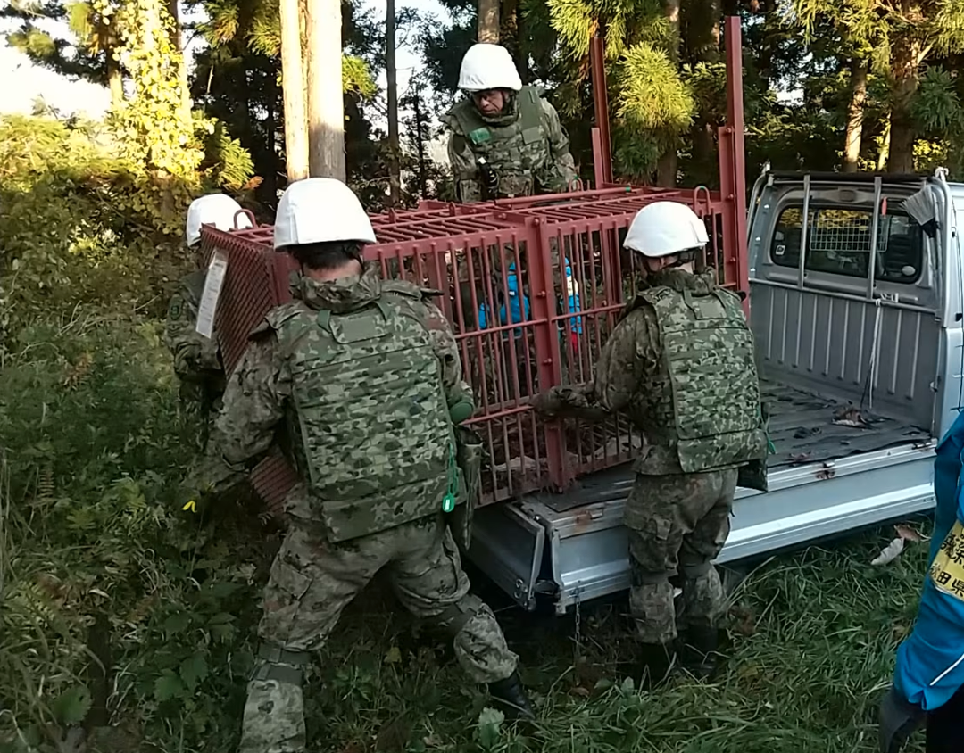 Japan sender militæret ut mot bjørner