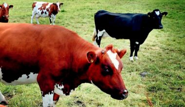 Har oppretta sak etter ku-skyting