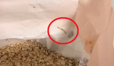 Mathilde (22) fant levende larve i havregrynspose