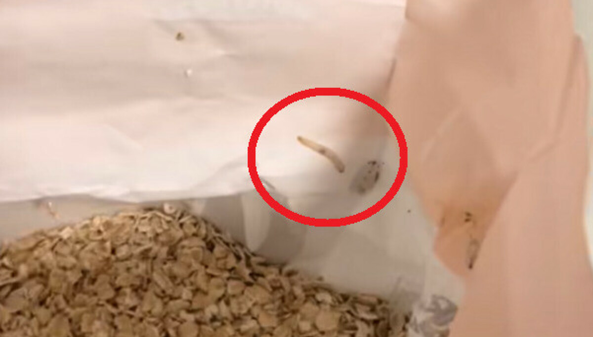 Mathilde (22) fant levende larve i havregrynspose