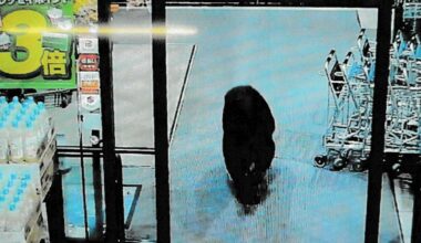 Japan: 100 skadd i bjørneangrep