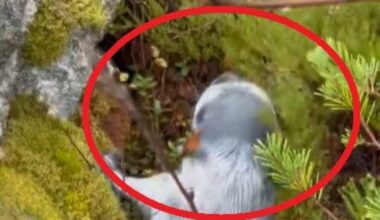 Sjokkfunn på skogssti: - Kikket på meg