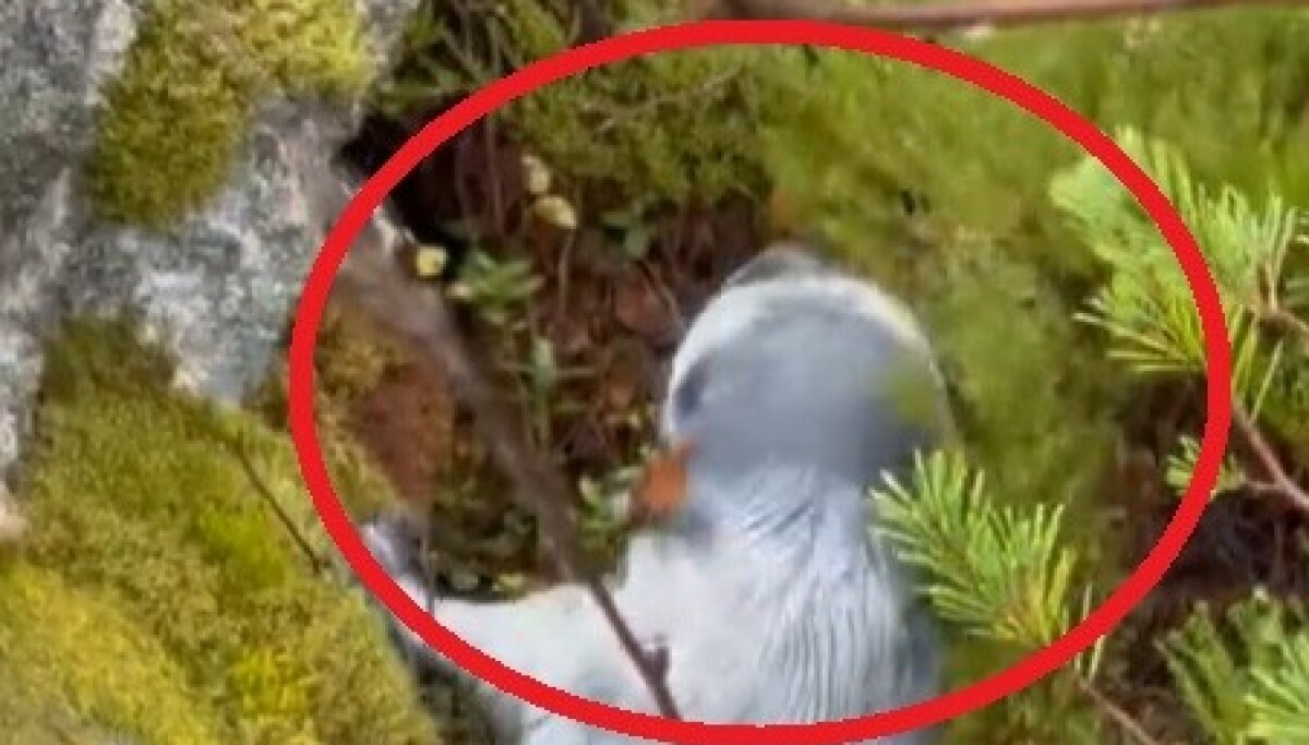 Sjokkfunn på skogssti: - Kikket på meg