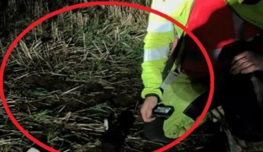 Måper: Skjult i 800 år