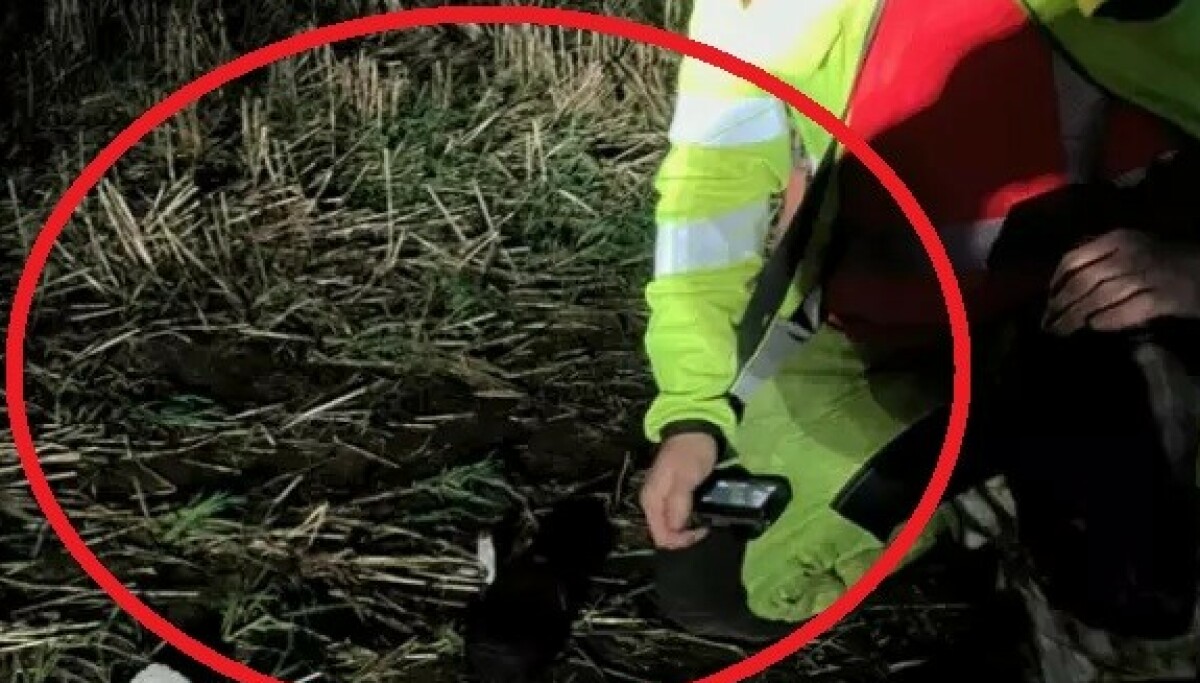 Måper: Skjult i 800 år