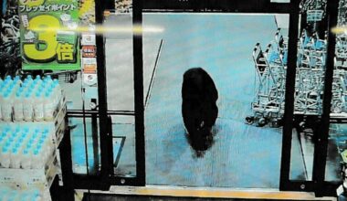 Setter inn soldater mot bjørner - Dagbladet