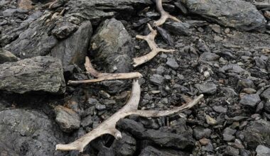 Sensasjonelt funn: - Første gang