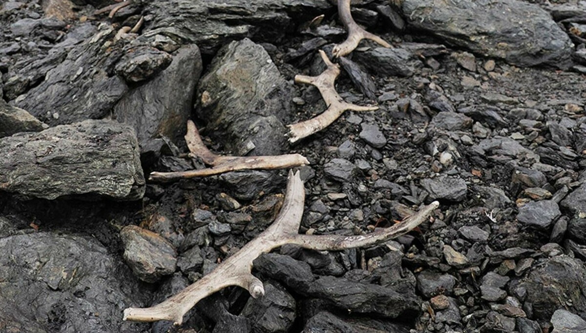 Sensasjonelt funn: - Første gang