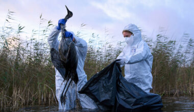 Nytt fulgeinfluensavirus: Påvist hos menneske