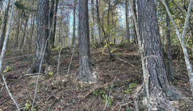 Over 80 trær sagd ned: Lokalsamfunnet krever svar