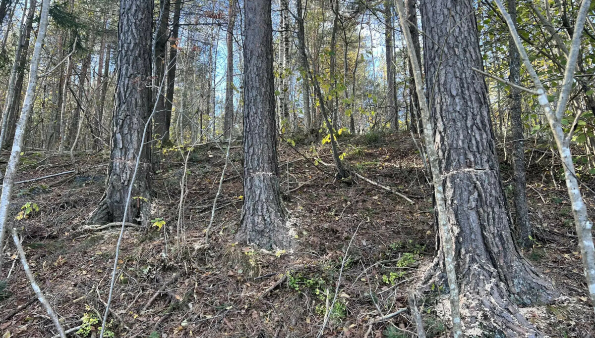 Over 80 trær sagd ned: Lokalsamfunnet krever svar