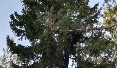 Årelang tradisjon i fare - Dagbladet