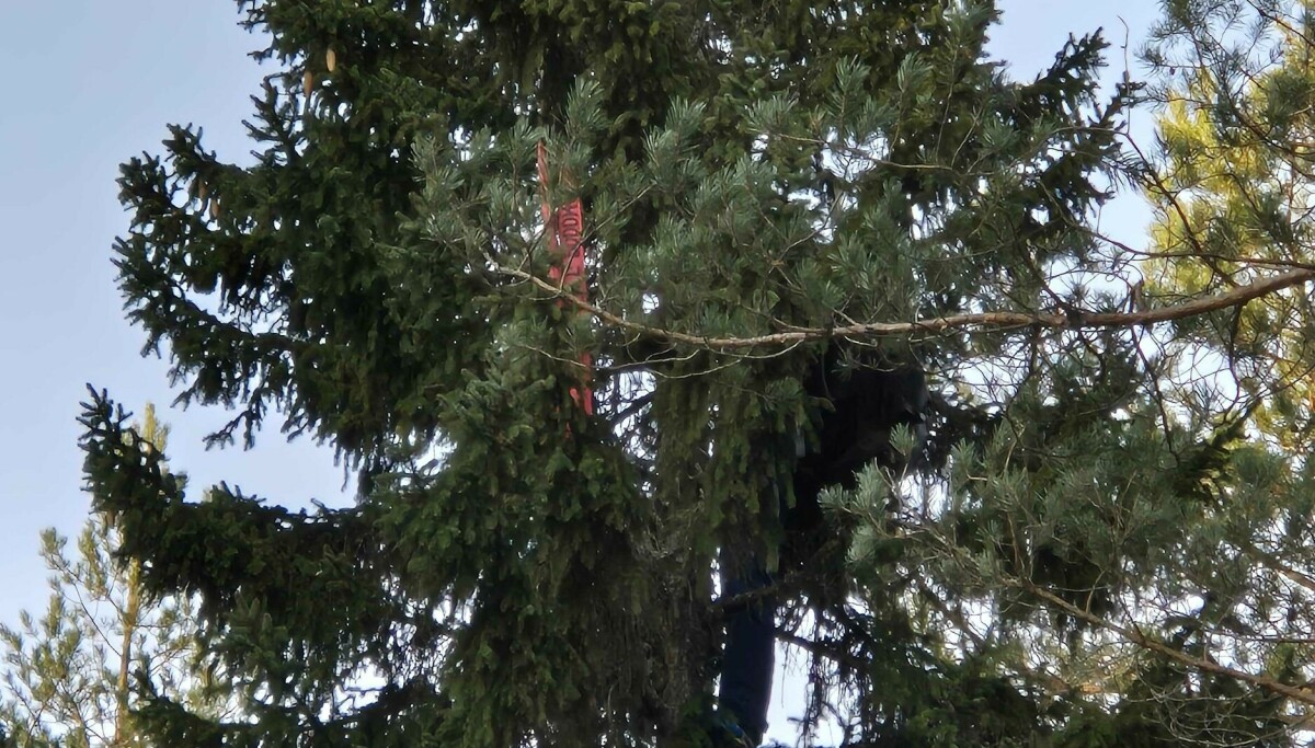 Årelang tradisjon i fare - Dagbladet