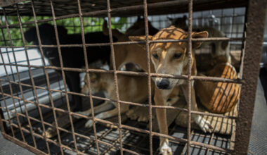 Forbyr hunde- og kattekjøtt