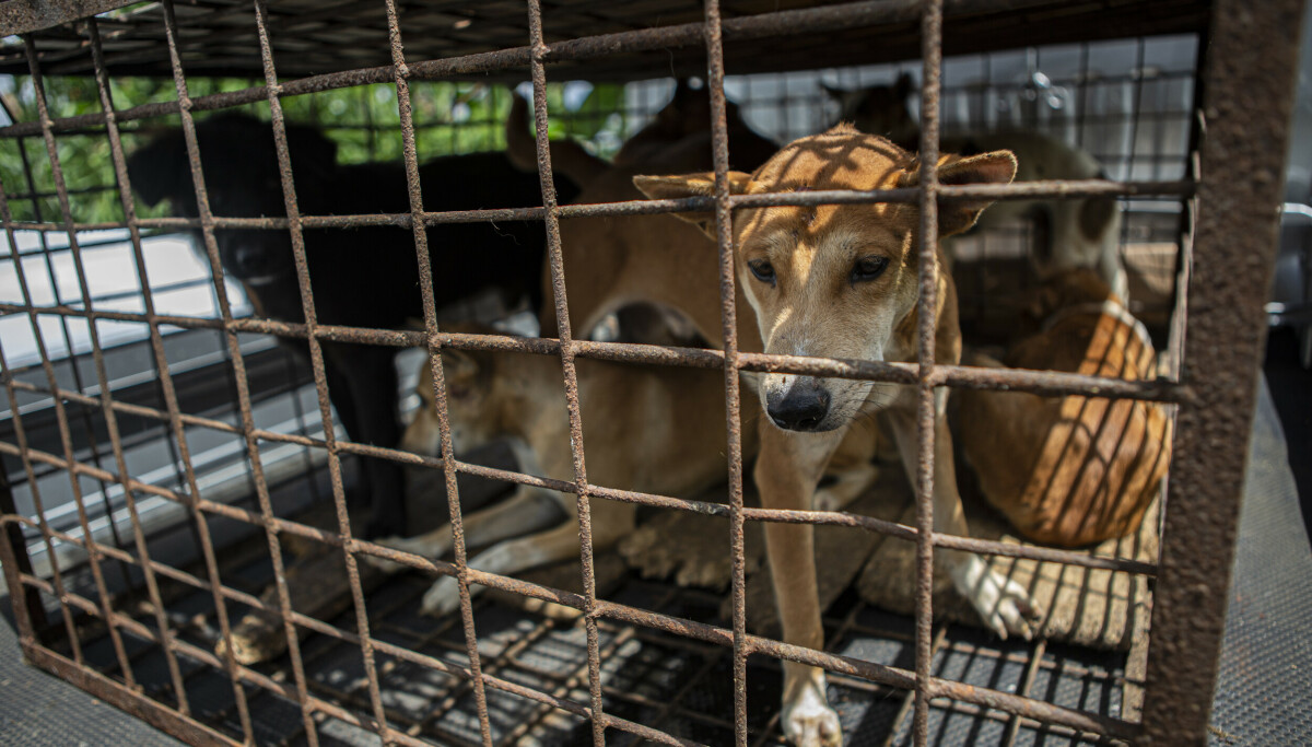 Forbyr hunde- og kattekjøtt