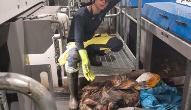 – Det er ikke gøy å stå ansikt til ansikt med et dødt dyr