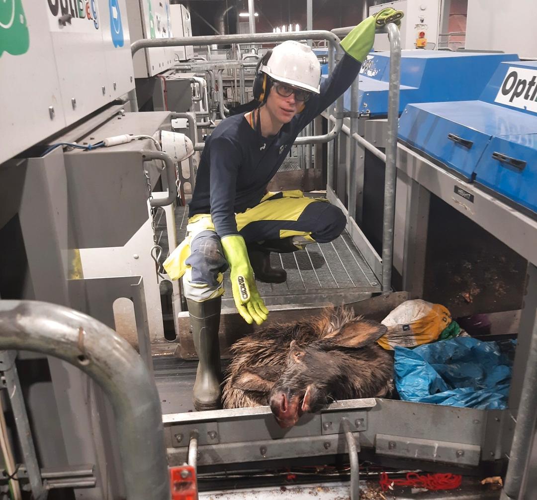 – Det er ikke gøy å stå ansikt til ansikt med et dødt dyr