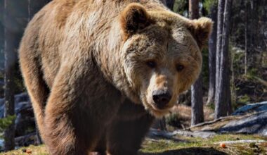 Bjørnen Rugg i Bjørneparken er død