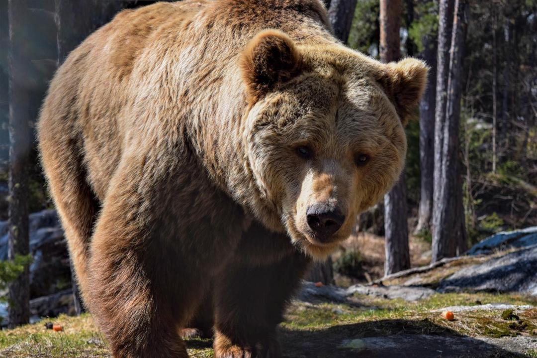 Bjørnen Rugg i Bjørneparken er død