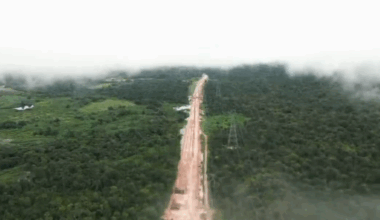 Over 100.000 trær felt – slik at klimaeliten kunne diskutere hvorfor man ikke må felle trær