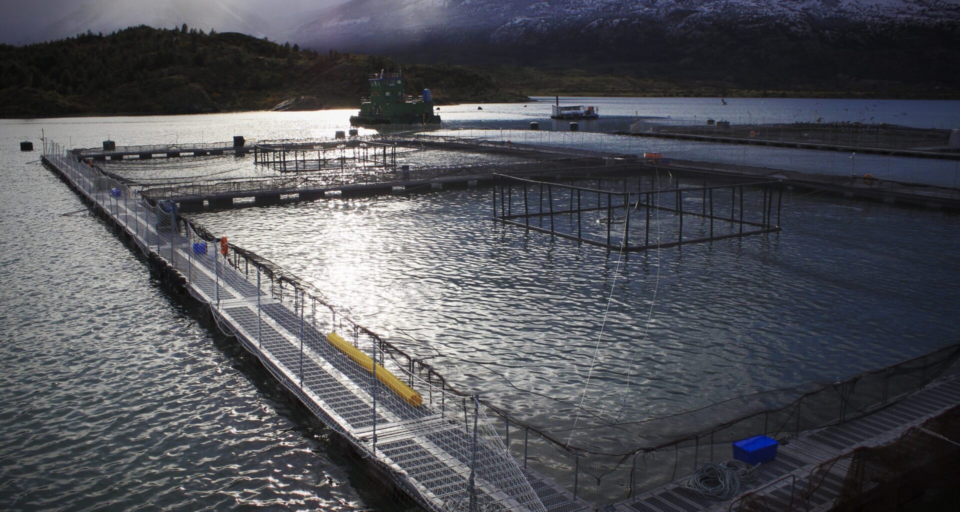 Svulmende chilensk biomasse kan dempe vinterens laksepris
