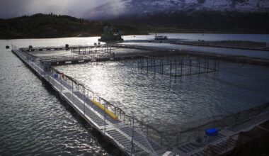 Svulmende chilensk biomasse kan dempe vinterens laksepris