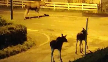 Sandnessjøen, Elg | Fikk by-elgene lenger unna byen: – Det er krevende