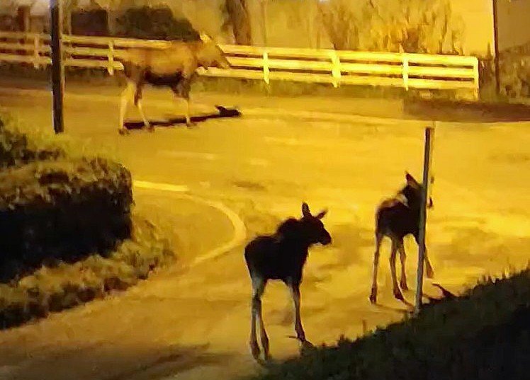 Sandnessjøen, Elg | Fikk by-elgene lenger unna byen: – Det er krevende