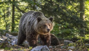 Japan setter inn soldater etter rekordmange bjørneangrep