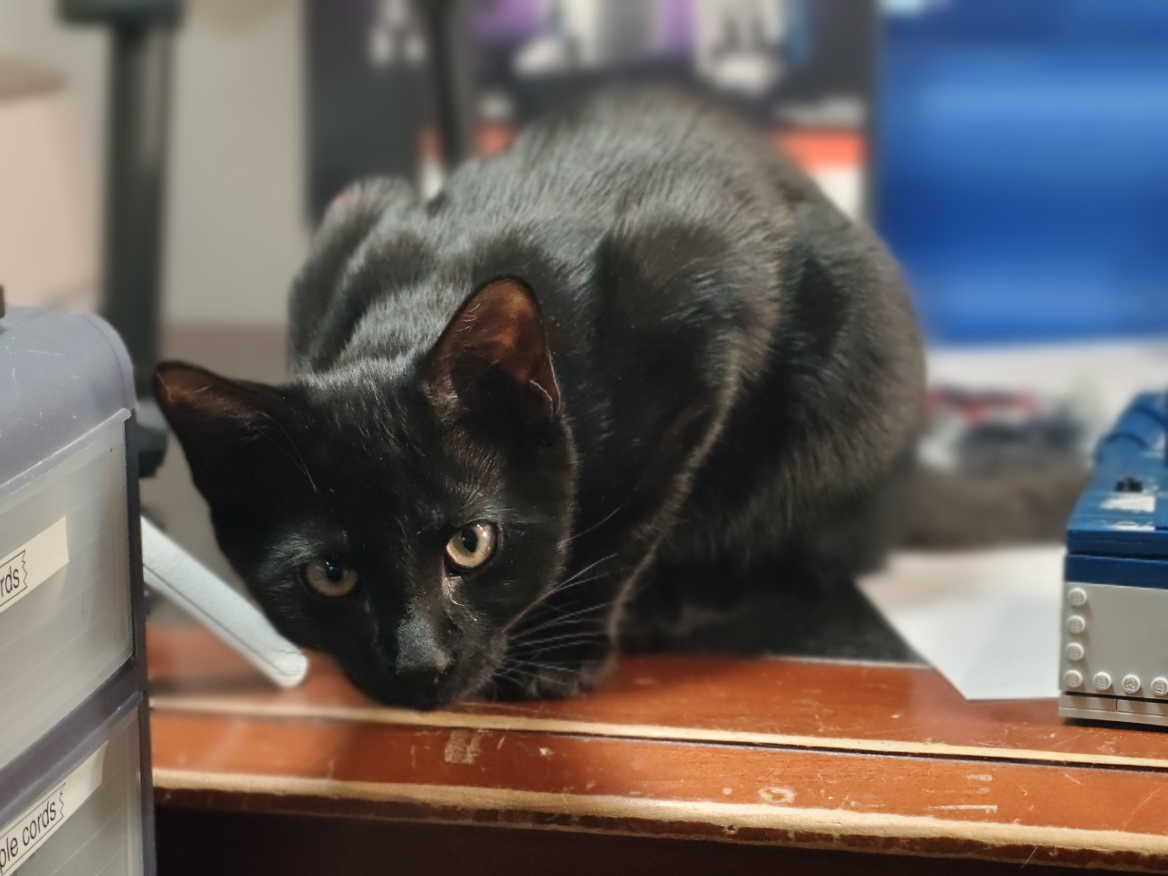 Bilder tatt med OnePlus 15